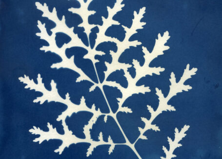 Activité en famille : Les secrets de la technique du cyanotype