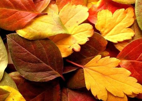 Atelier enfant : couleurs d’automne (7-12 ans)